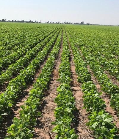 campos agricolas